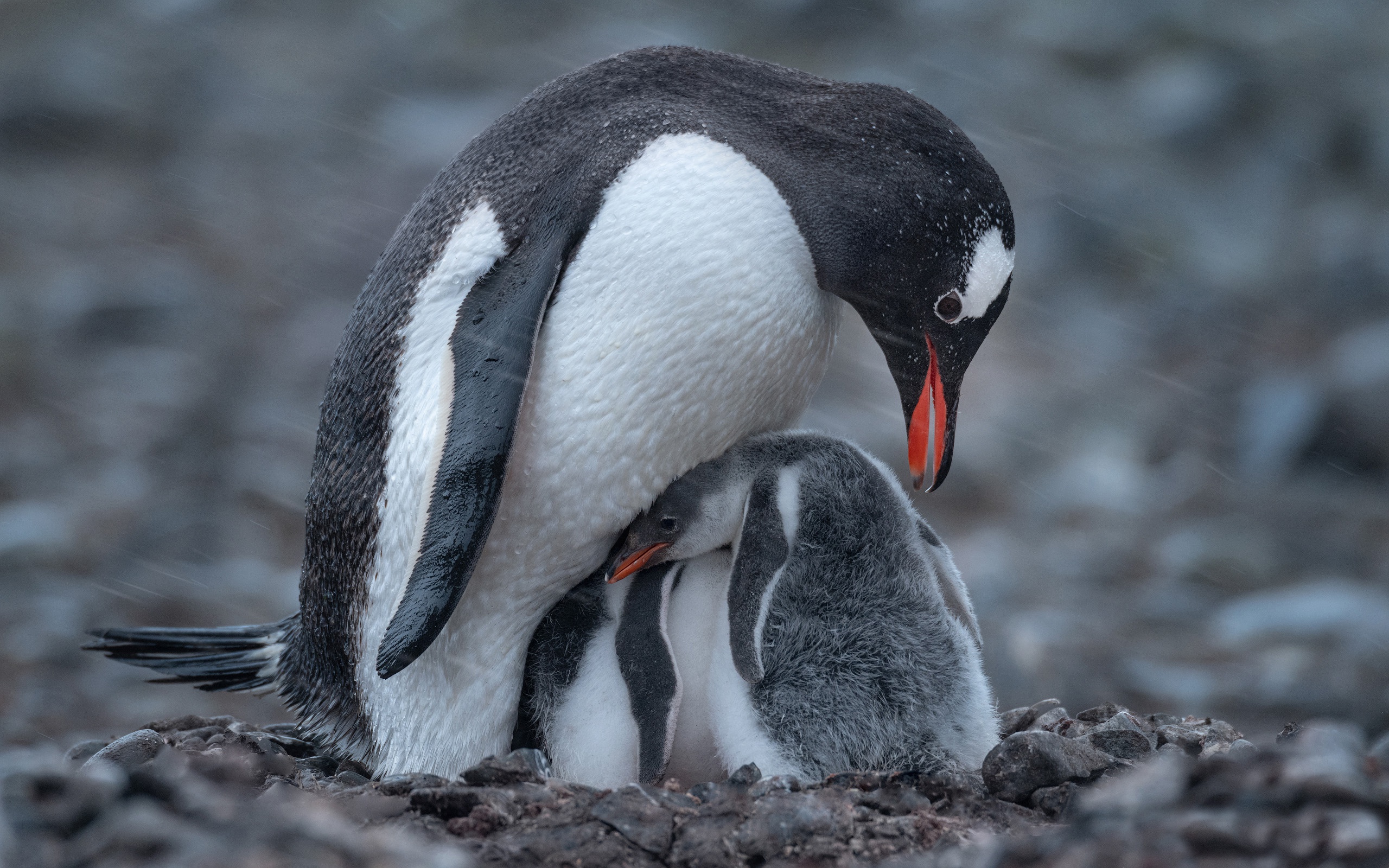 一只带着小企鹅的母企鹅