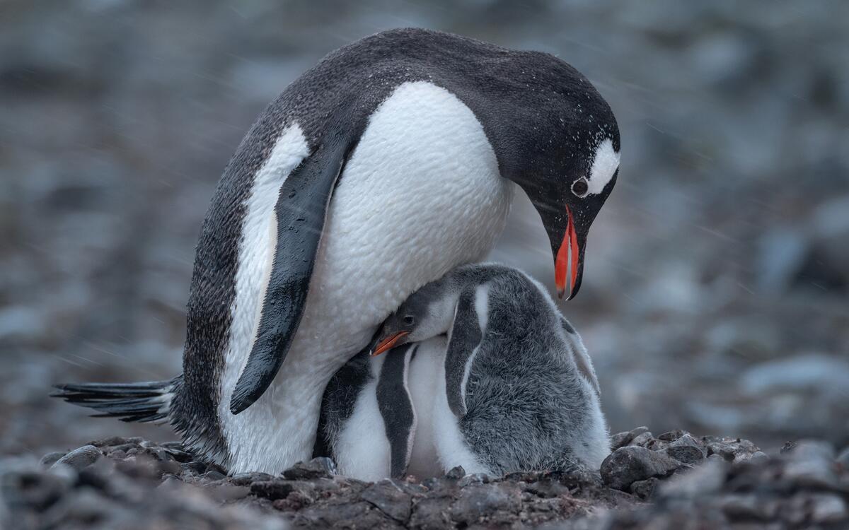Самка пингвина с маленькими детенышами
