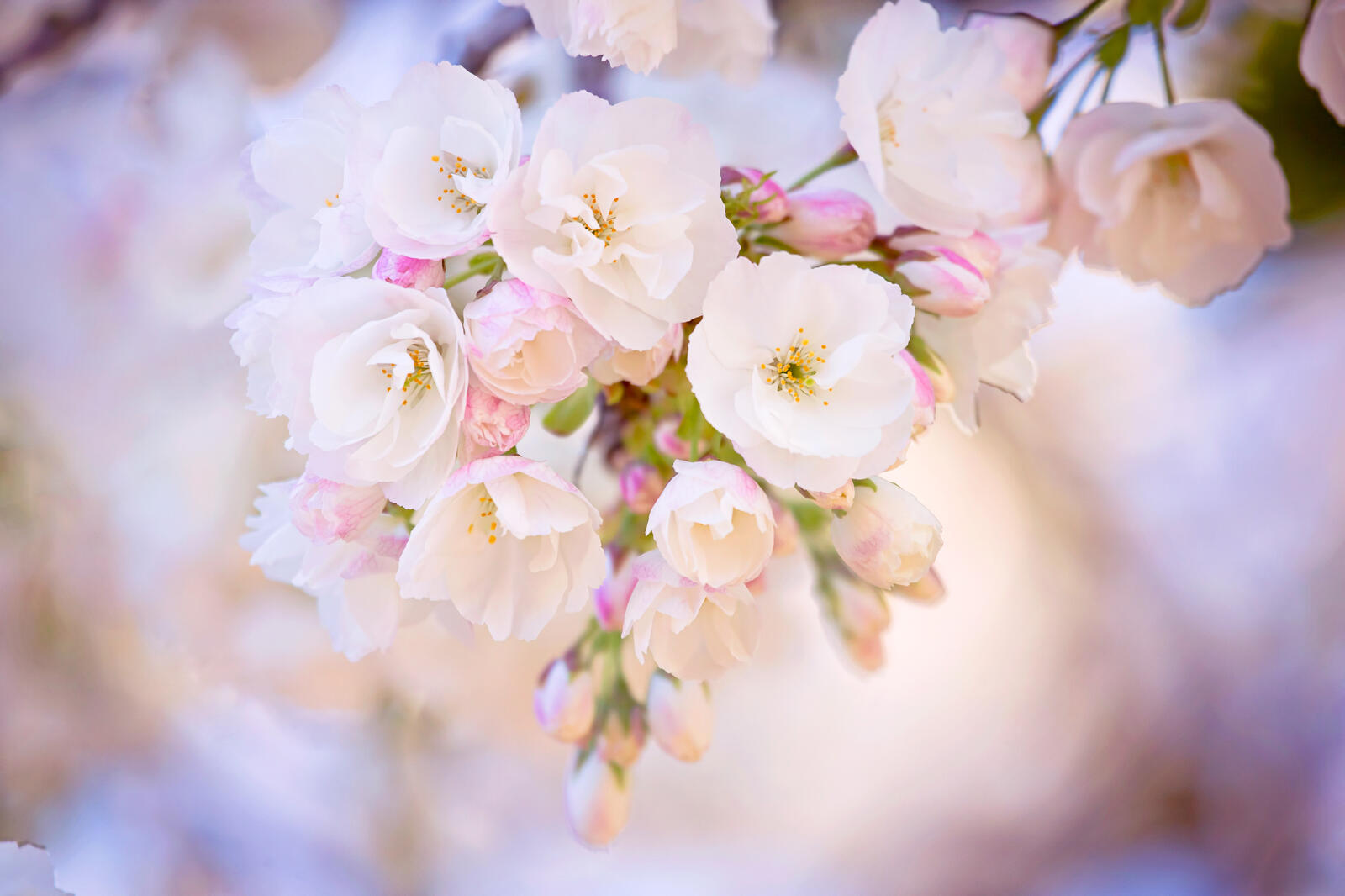 Бесплатное фото Белые маленькие цветы на одной ветке
