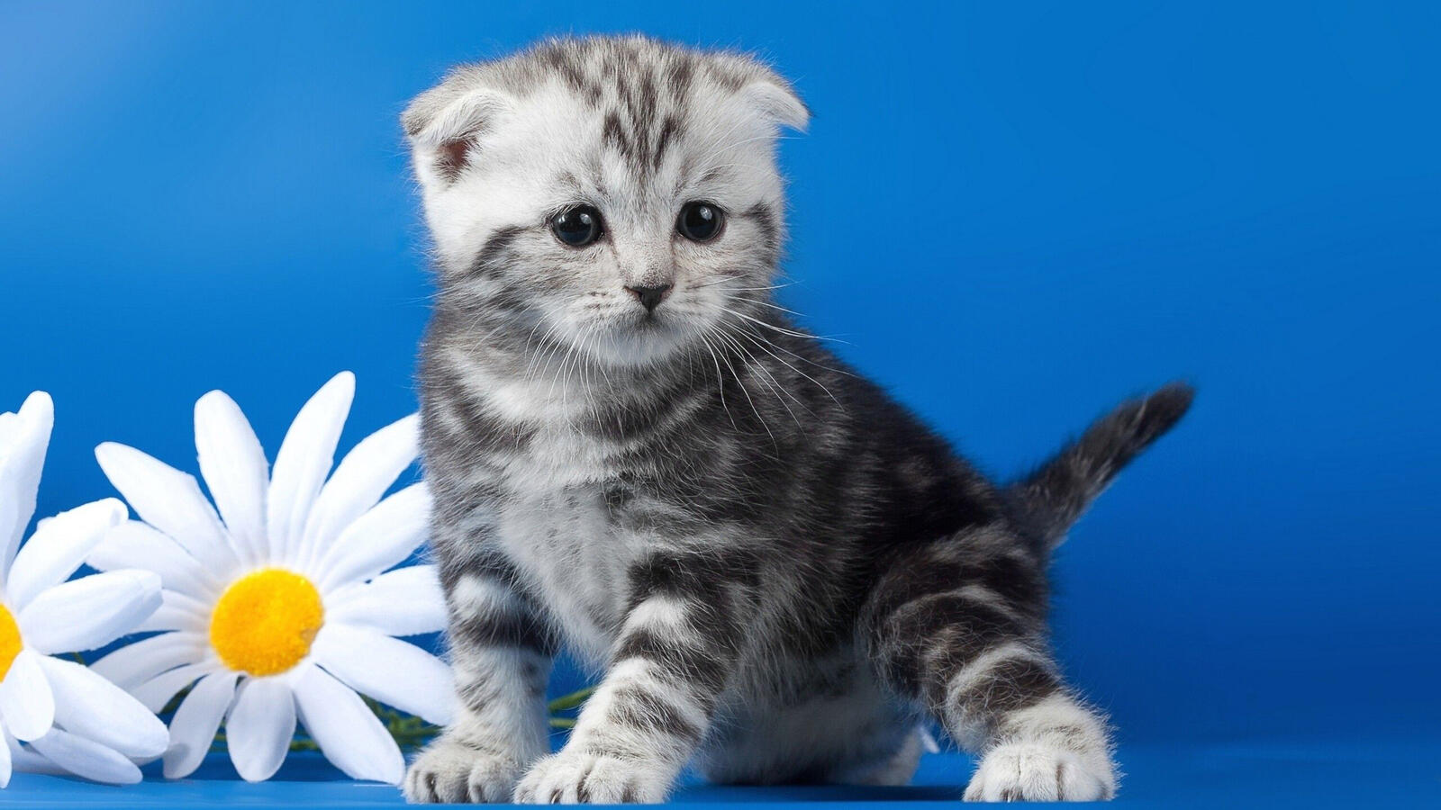 Бесплатное фото Вислоухий котик рядом с белыми ромашками