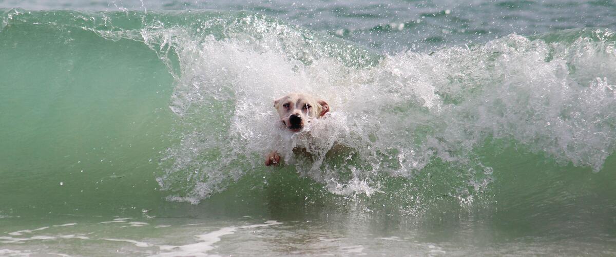 A dog in a sea wave