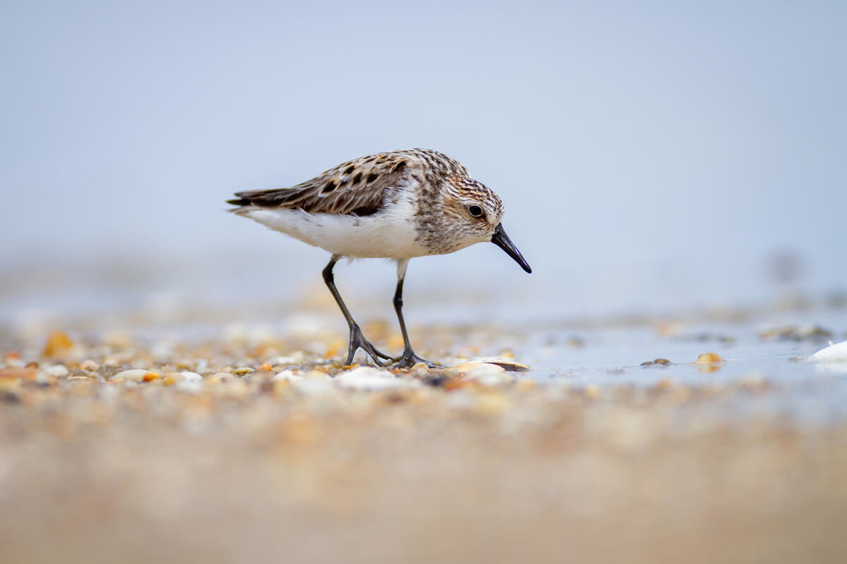 Птичка песчанка на длинных ногах, гуляет по каменистому пляжу в Тундре