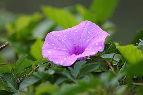 Raindrops on a pink flower.