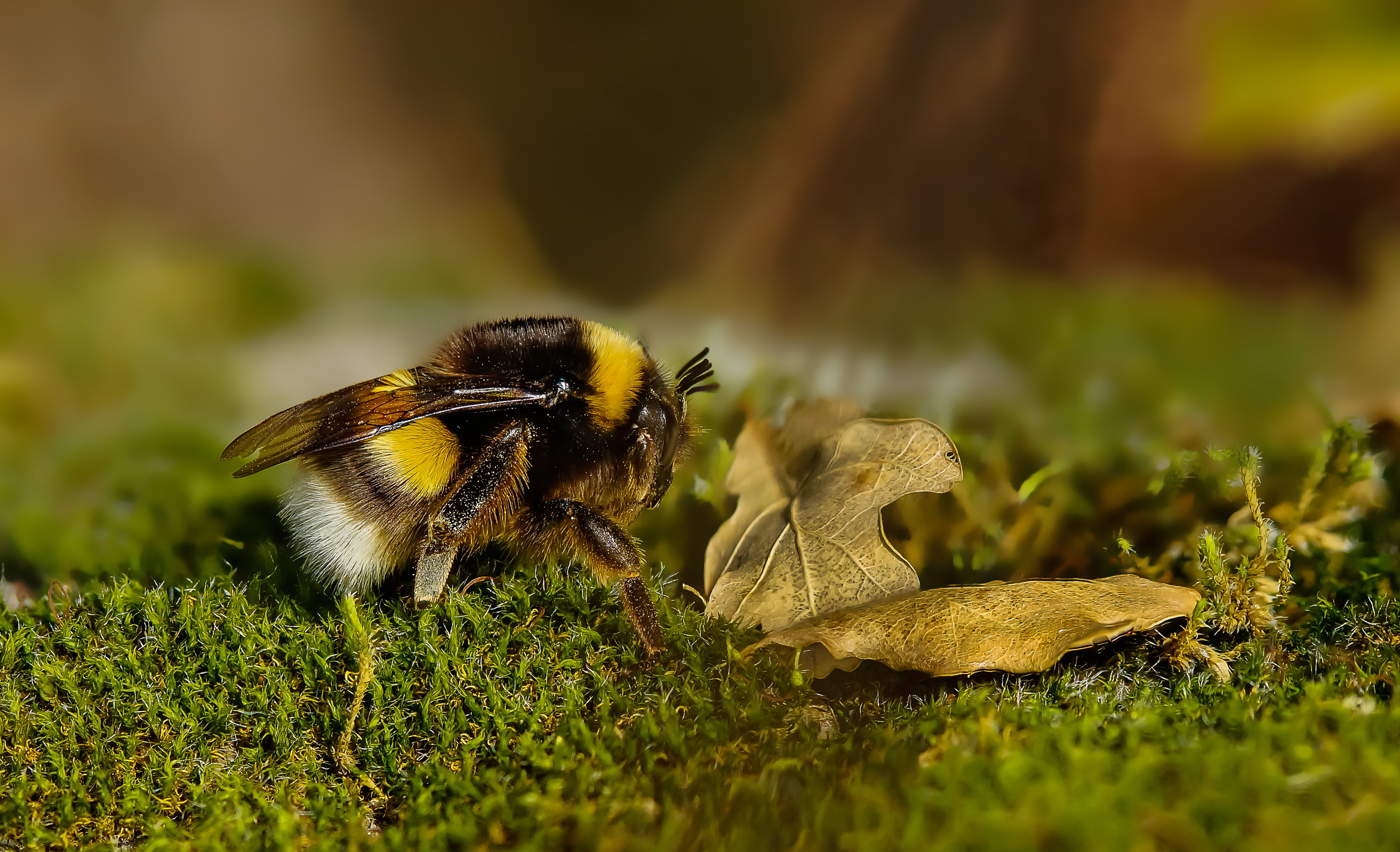 免费照片绿苔上的大黄蜂