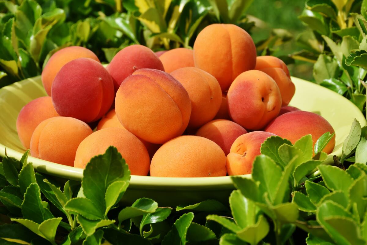 Спелые персики в тарелке лежат на газоне