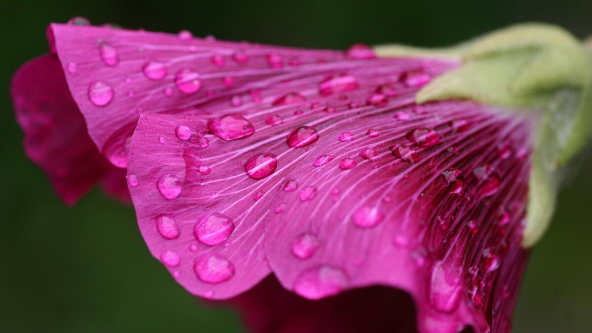 Цветок с каплями дождя на лепестках
