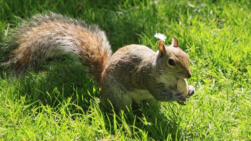 A squirrel sits on the green grass