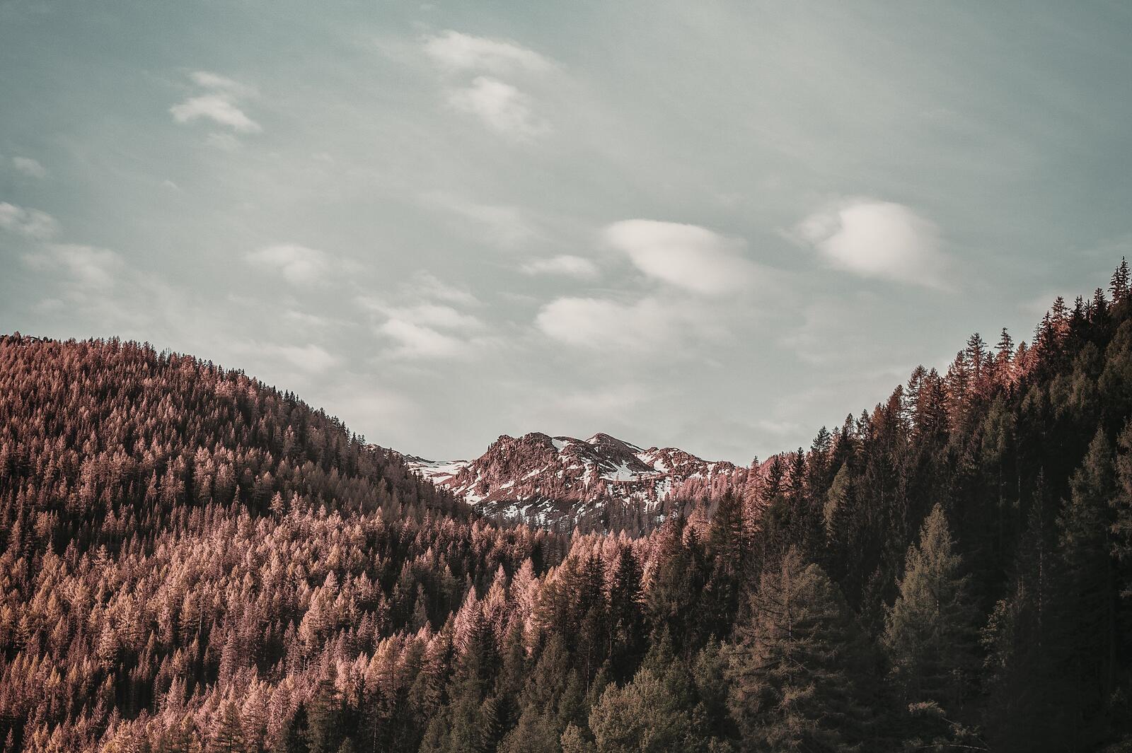 Бесплатное фото Вершины деревьев в горах
