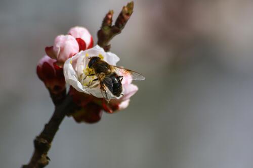 Пчела кушает нектар на белом цветке