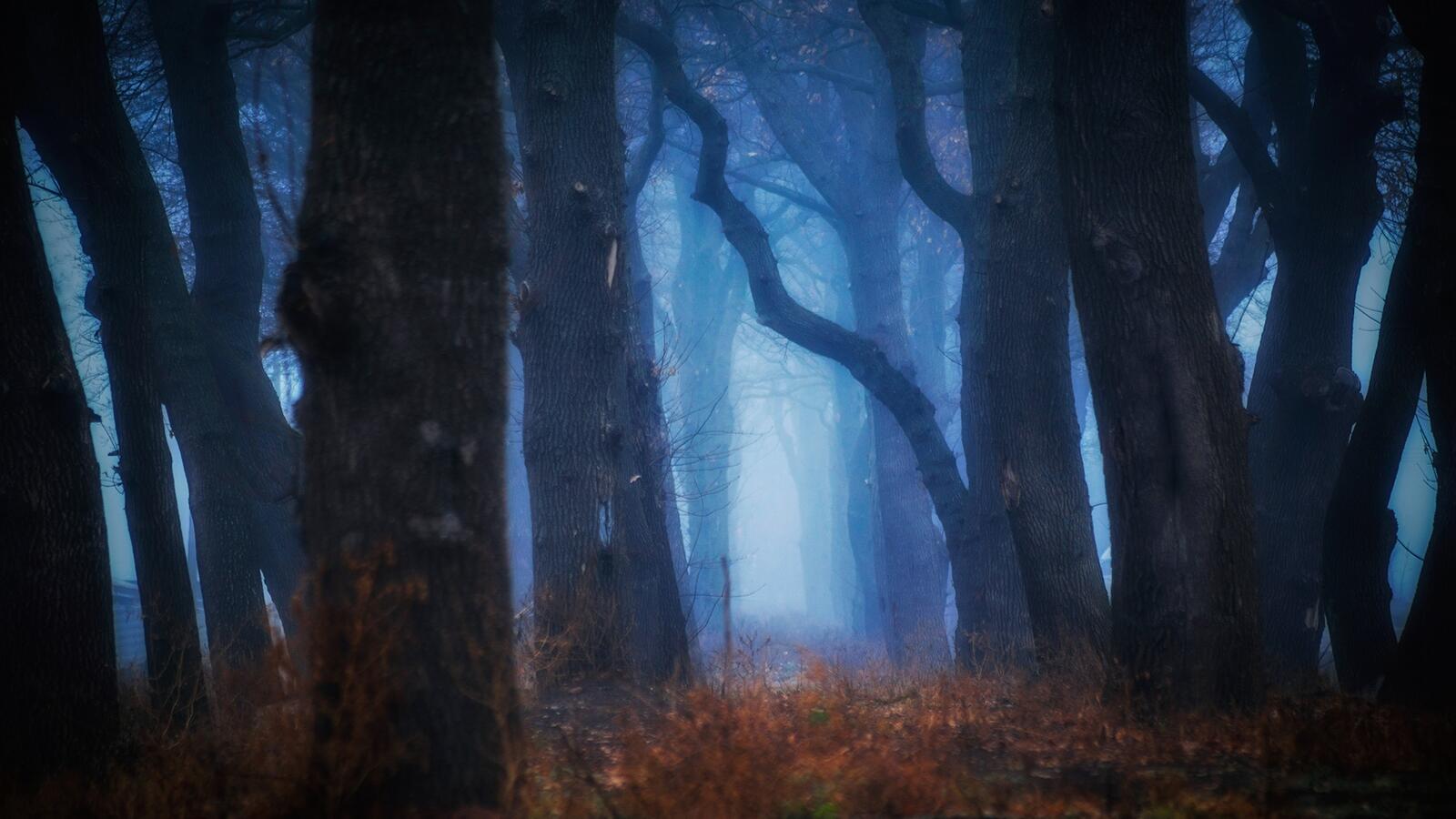 Free photo The gloomy, foggy forest