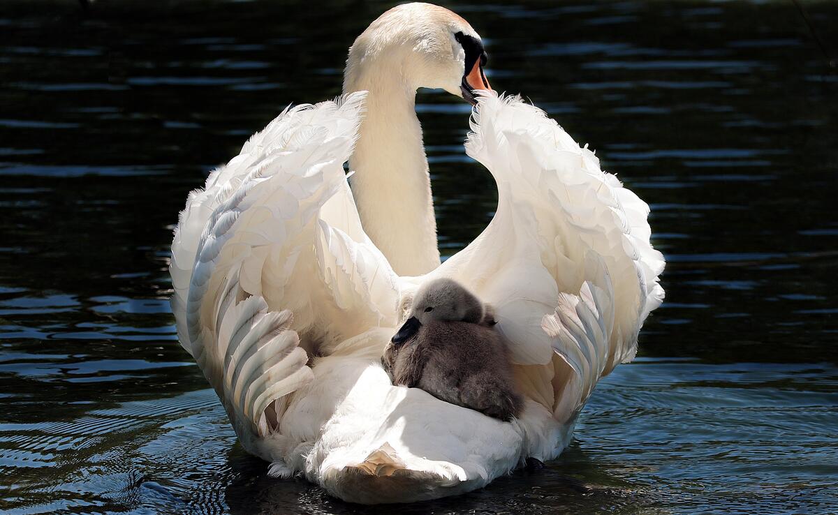 Лебедь с малышом на спине