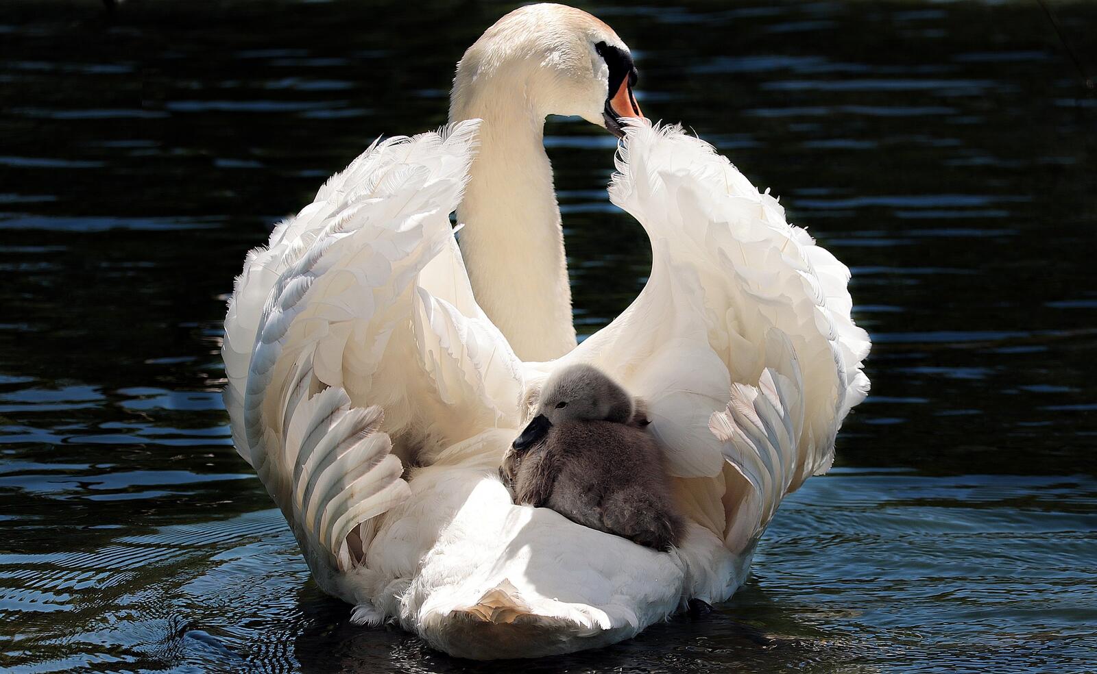 Free photo A swan with a baby on its back