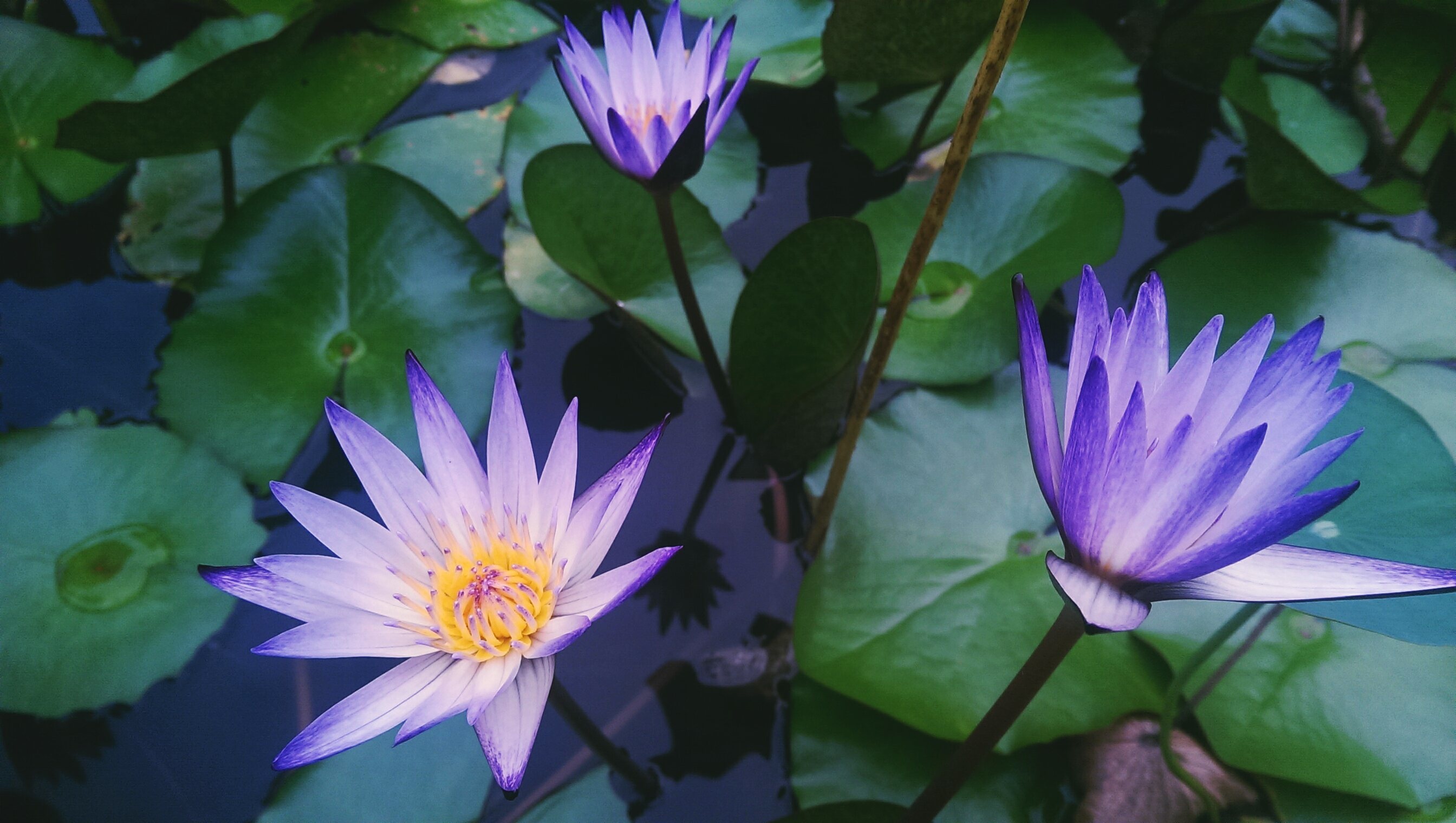 Free photo Purple lotus in the pond.