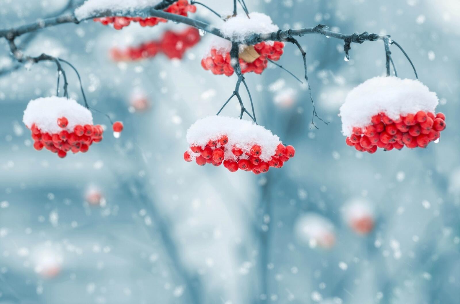 Бесплатное фото Ягоды рябины поздней осенью припорошило снегом