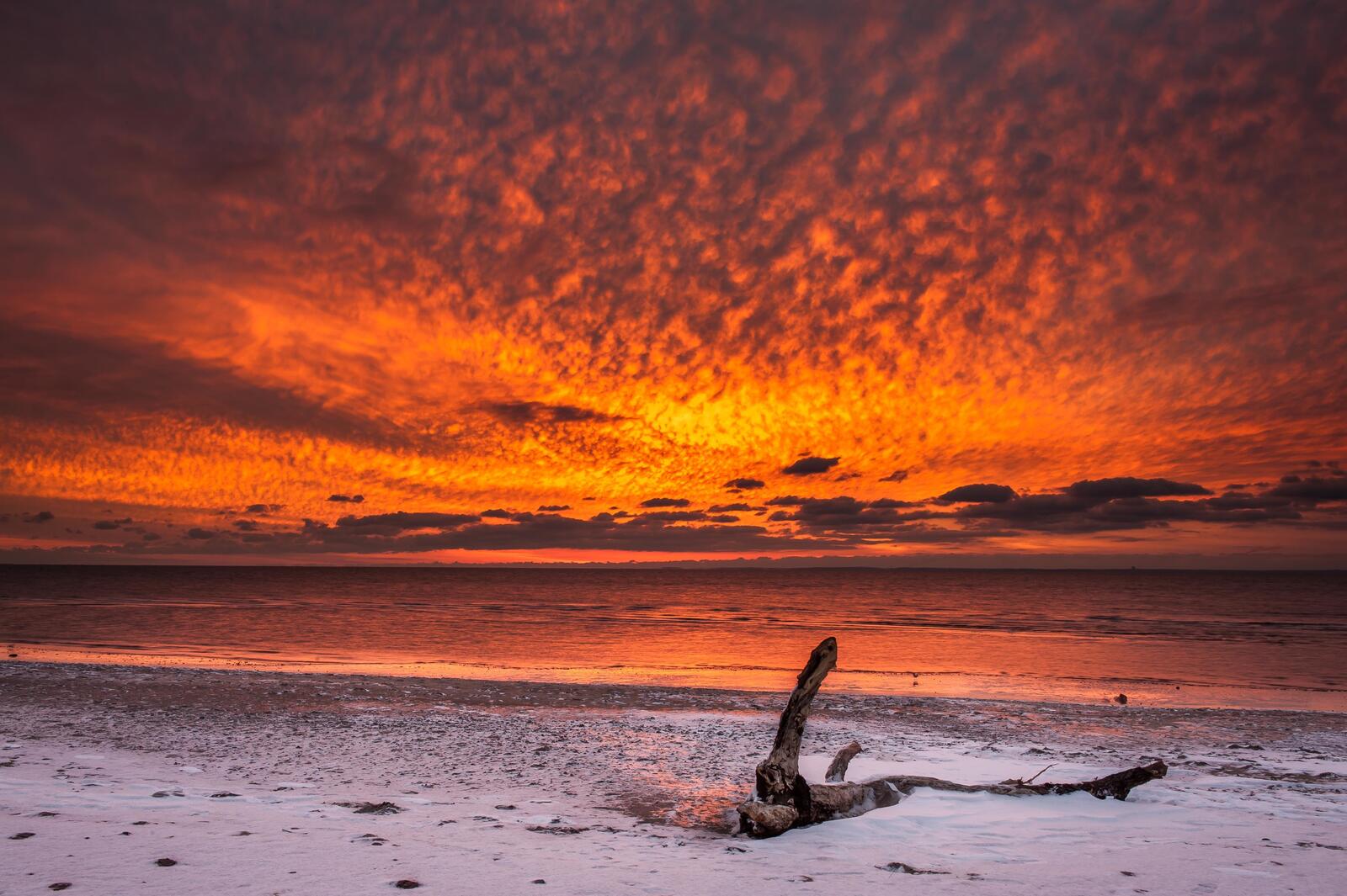 Бесплатное фото Старая коряга в песке у моря