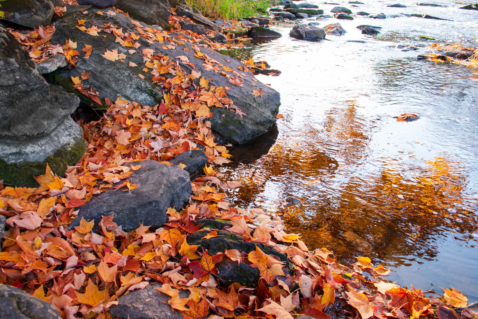 Free photo Autumn leaves sprinkled the banks of the river