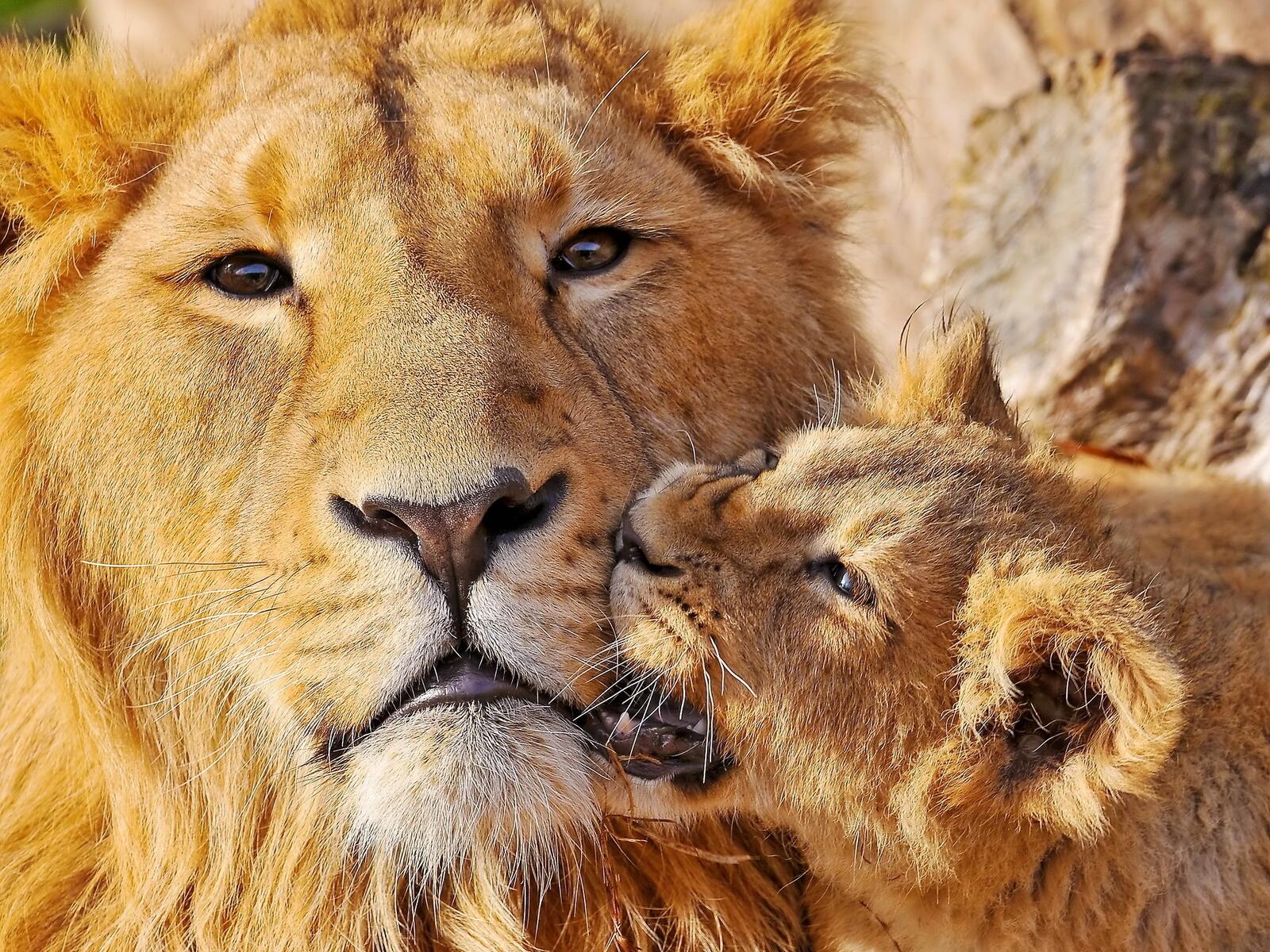 Бесплатное фото Лев с львенком