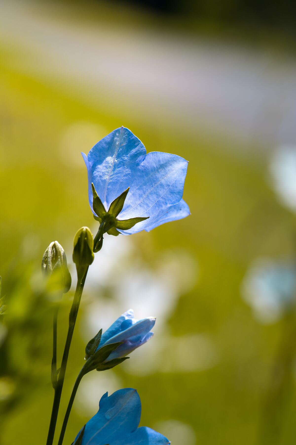 Blue flower in the form of a bell