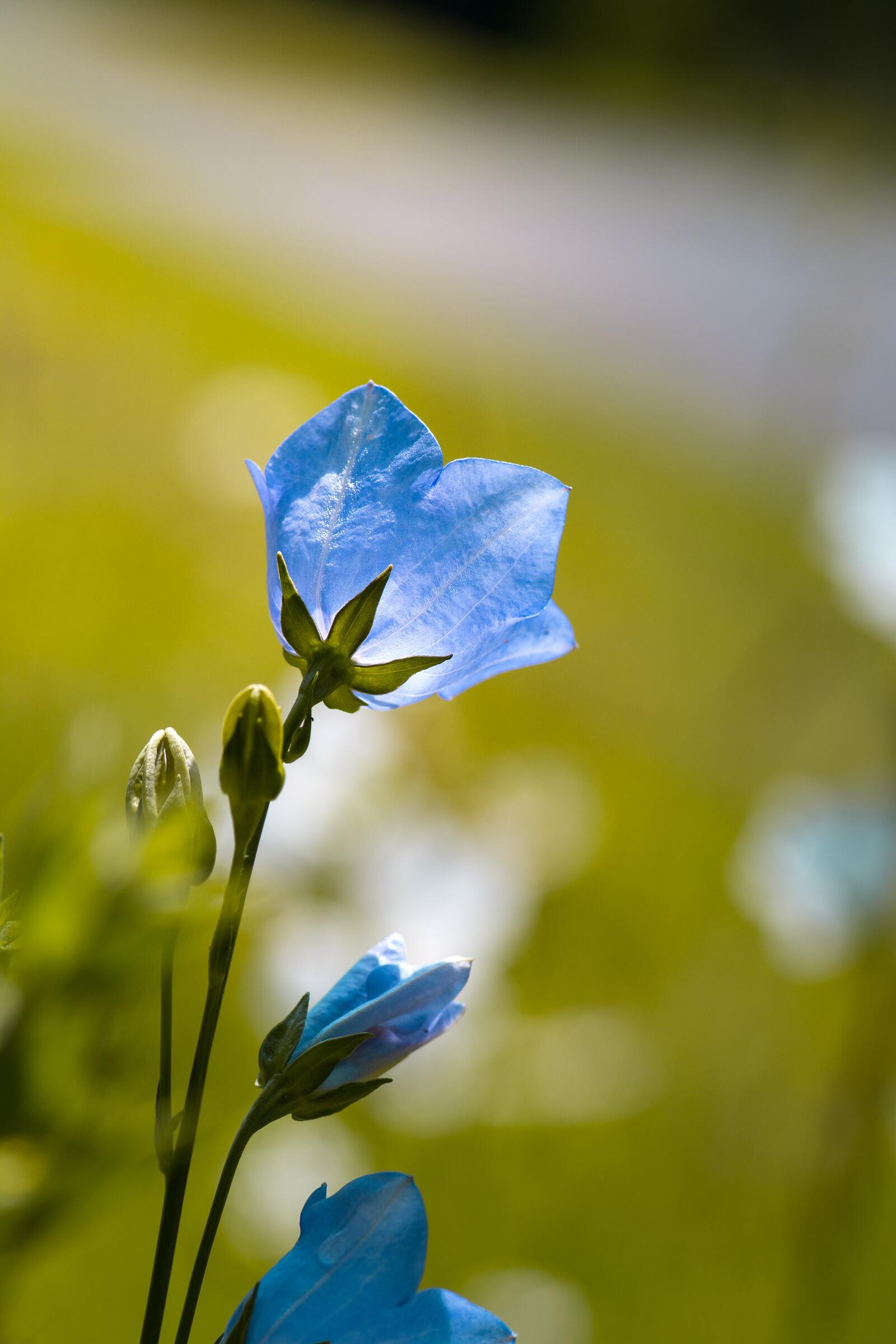 Бесплатное фото Голубой цветок в виде колокольчика