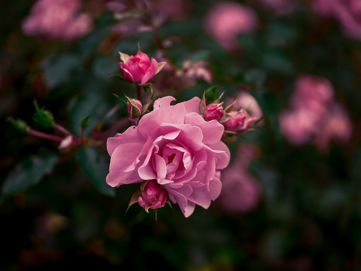 Дикий кустарник с розовыми розами