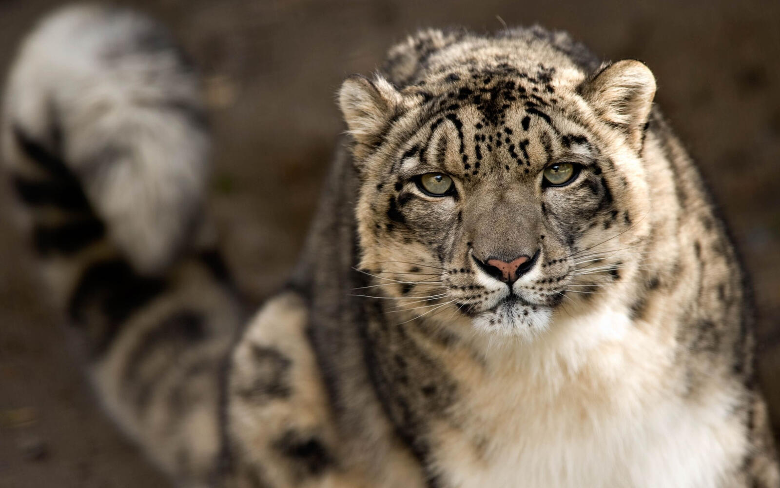 Free photo Irbis Snow Leopard