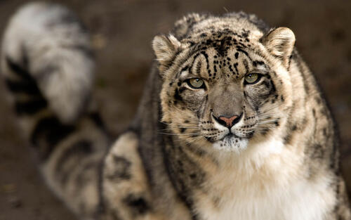 Irbis Snow Leopard