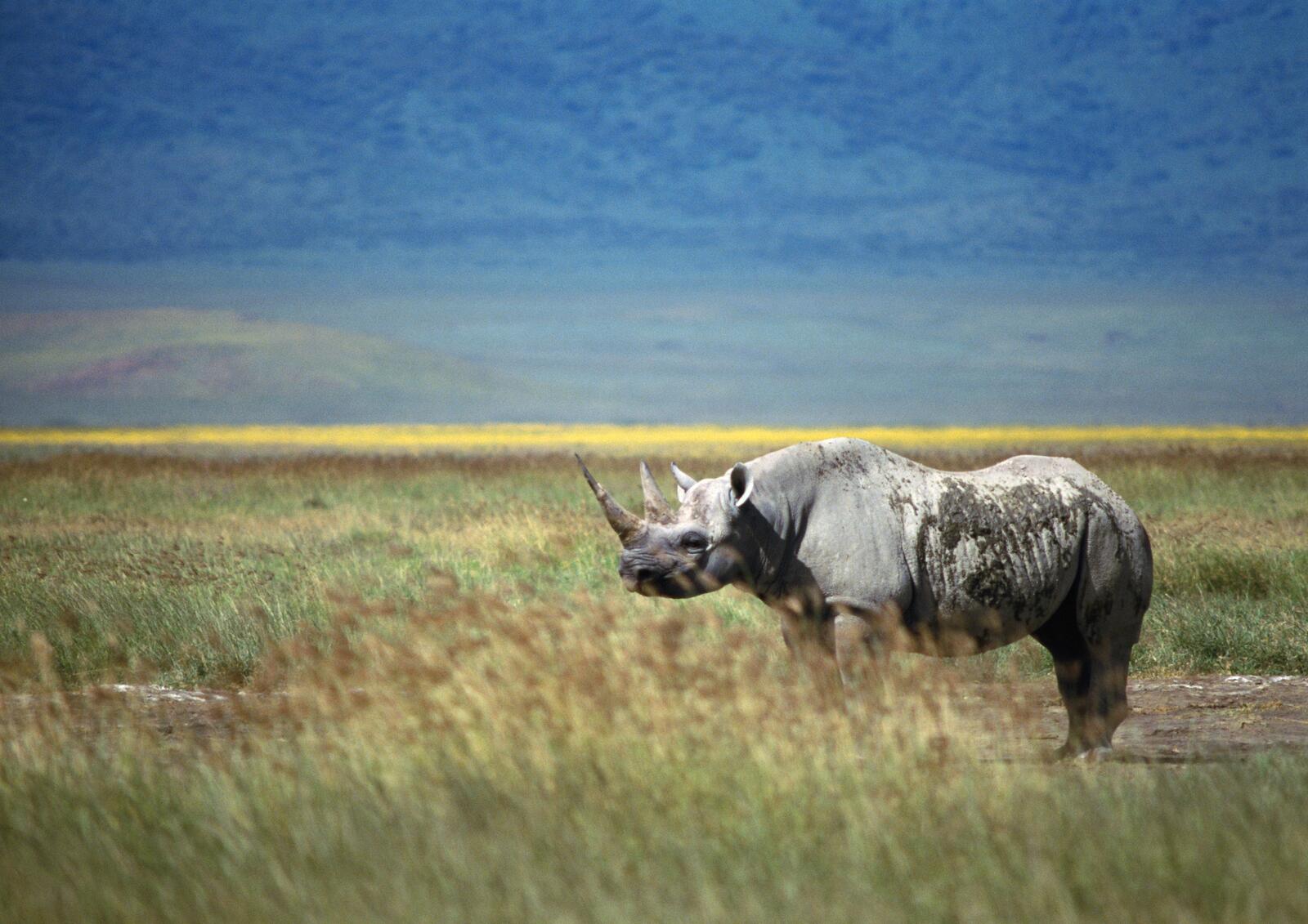 Free photo A large rhinoceros got muddy.