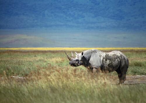 Большой носорог извалялся в грязи