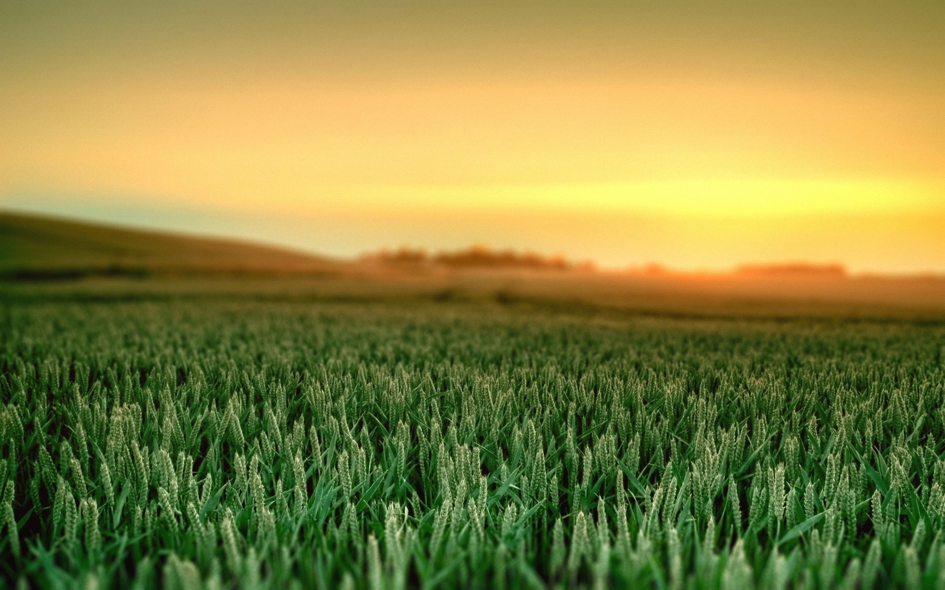 日落时分，绿色植被覆盖的大片田野