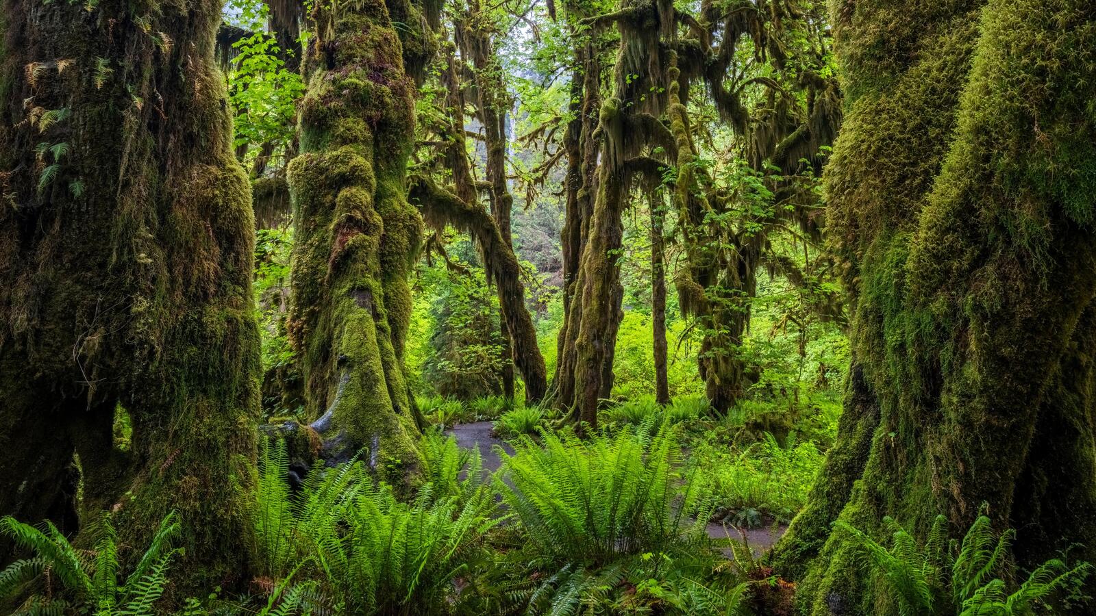 Бесплатное фото Красивый лес с деревьями покрытыми мхом