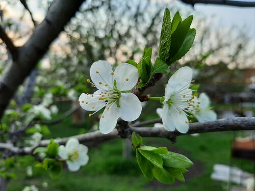The blossoming spring apple tree