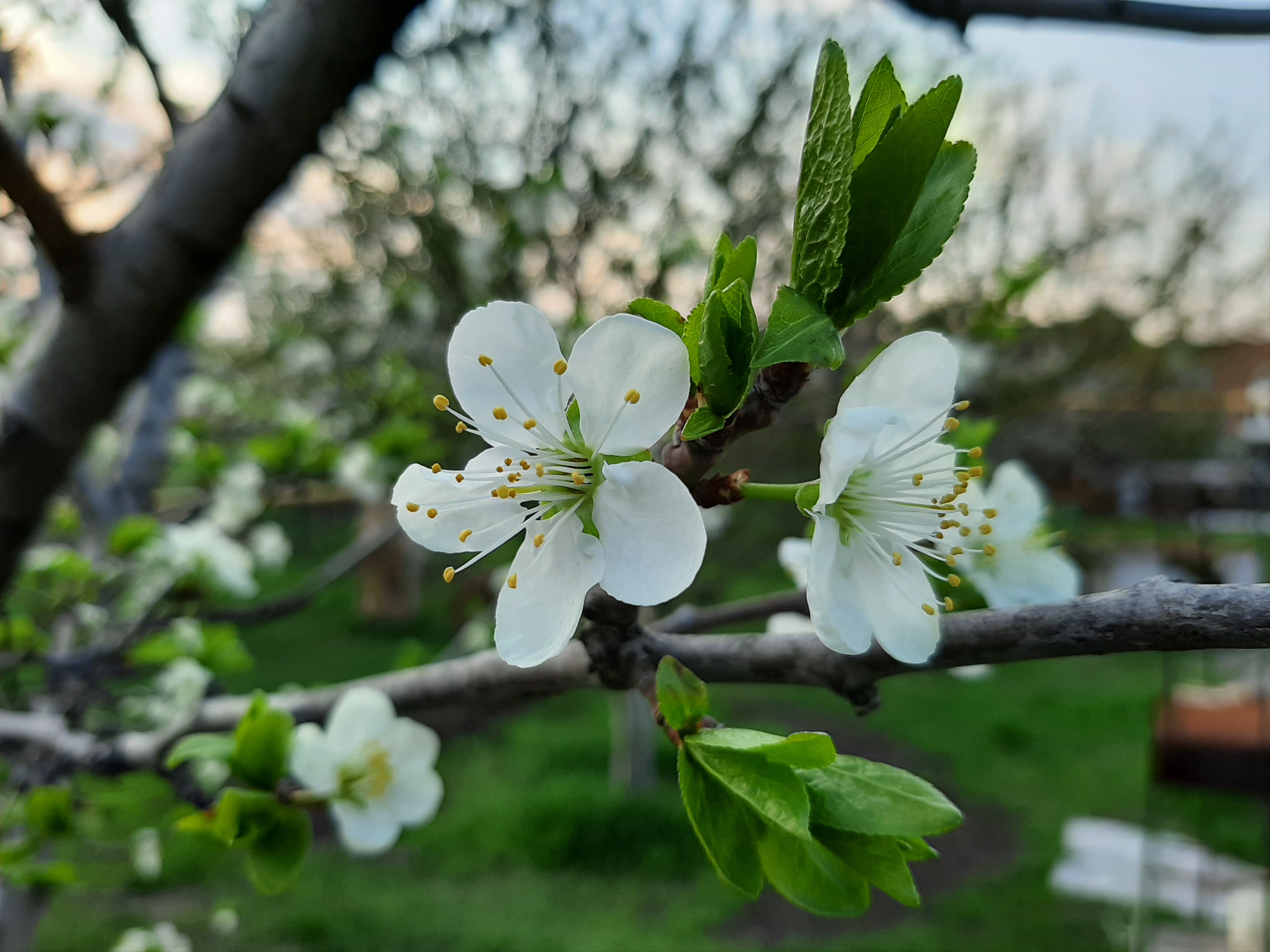 免费照片春天的苹果树开花了