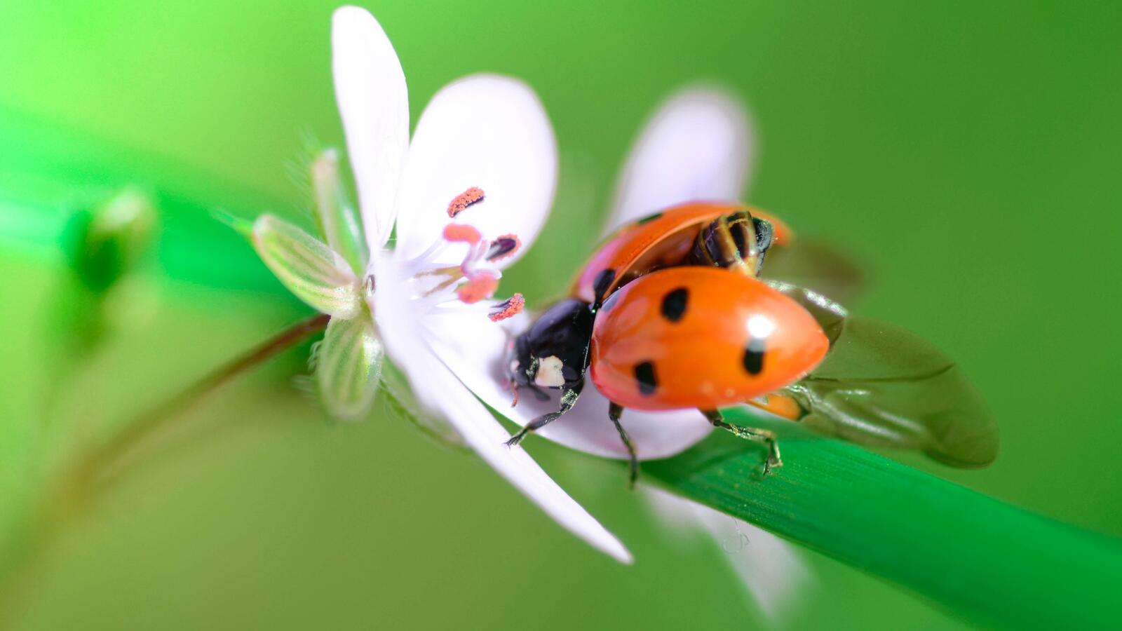 Free photo A ladybug sits on a white flower.