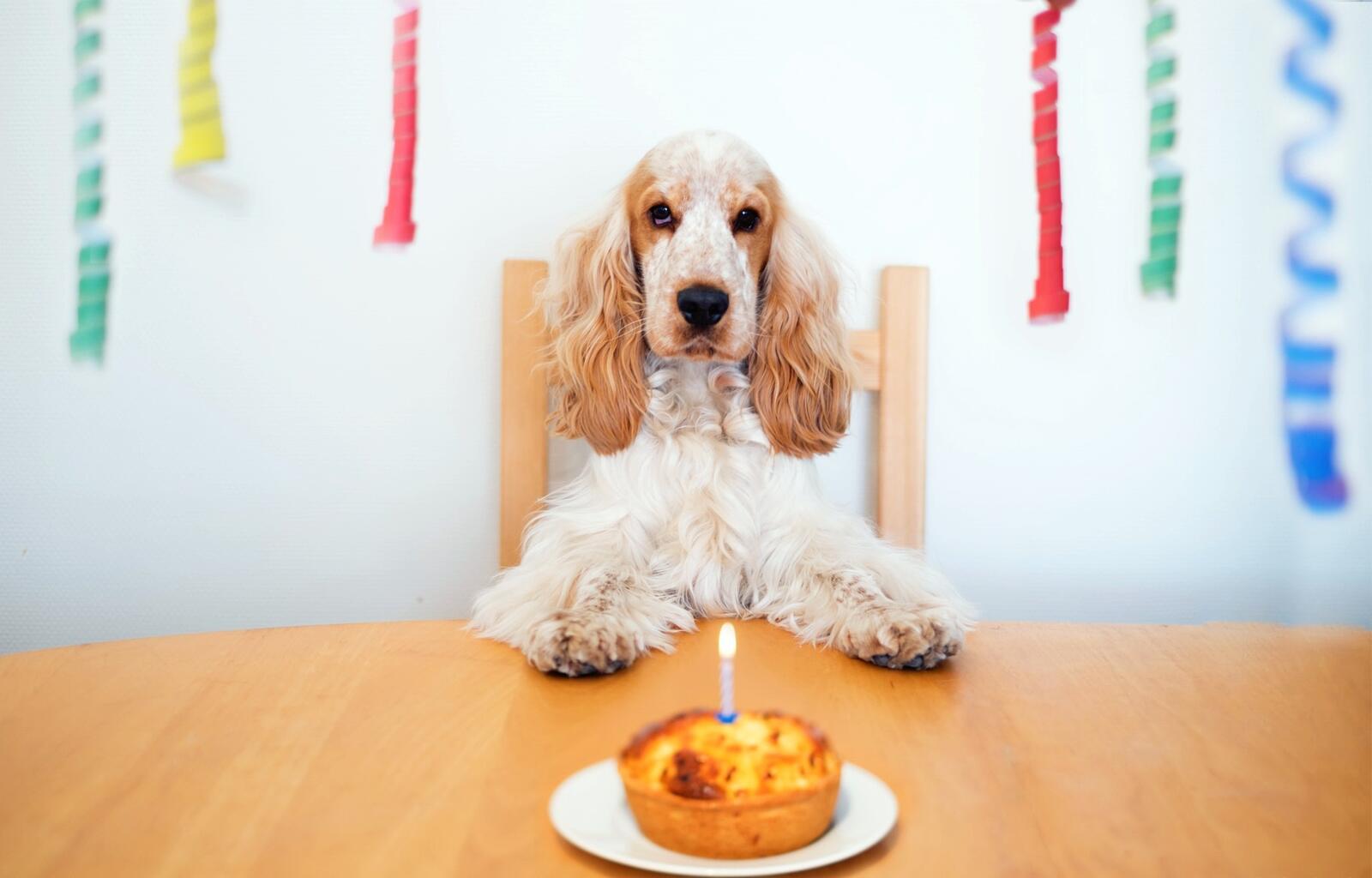 Кокер-спаниель отмечает свой день рождения с тортиком