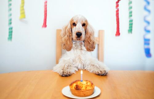 Cocker Spaniel celebrates his birthday with a cake