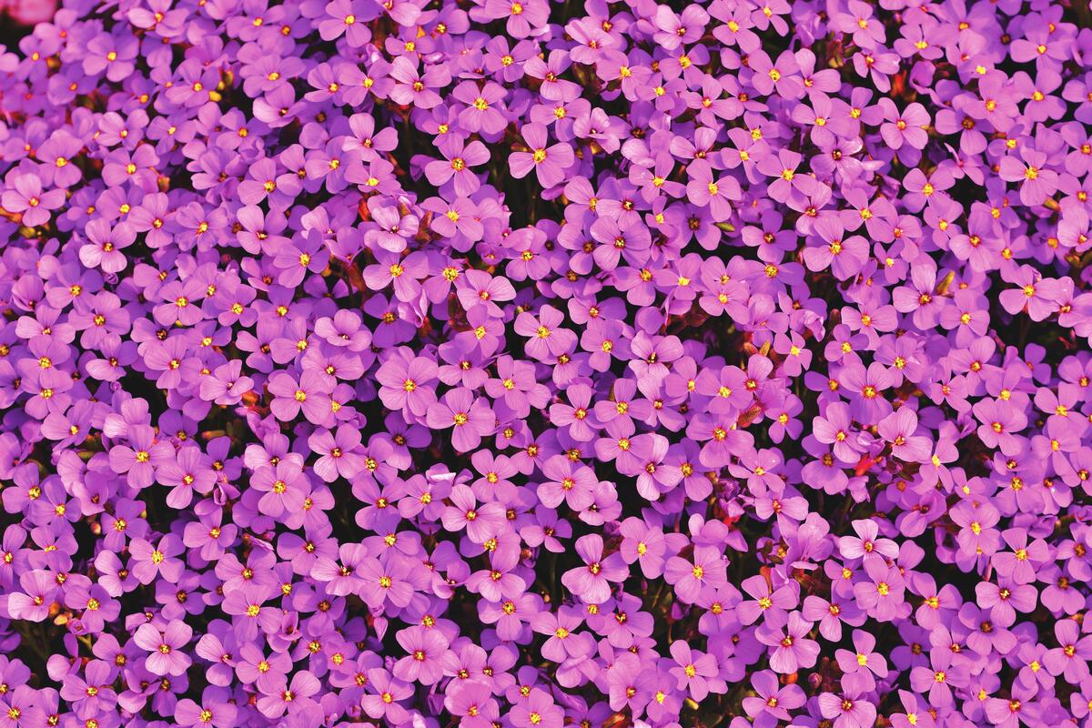 Large flowerbed with pink flowers