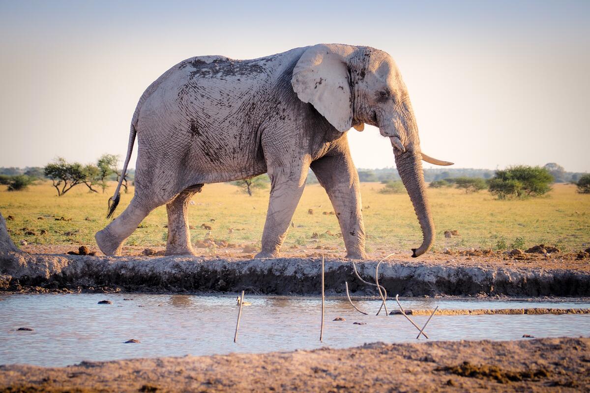 An elephant soaked himself in mud near a waterfall to cool his body.