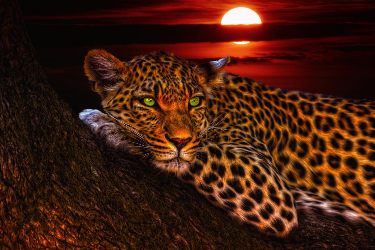 A leopard at sunset lies in a tree and is bored