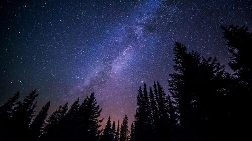 Beautiful starry sky in the forest