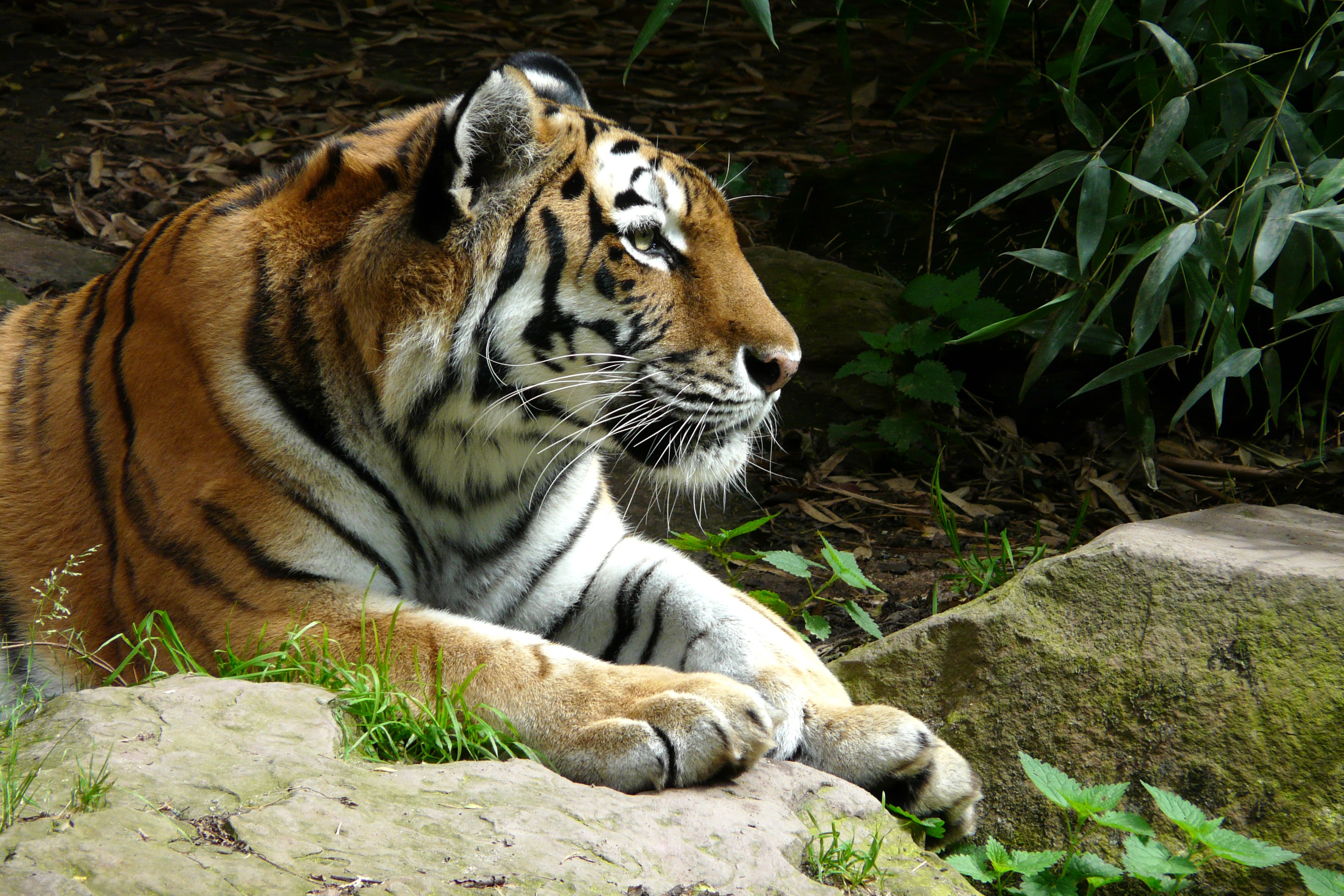 A tiger resting on the bank of a river