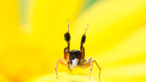 A little spider on a yellow background
