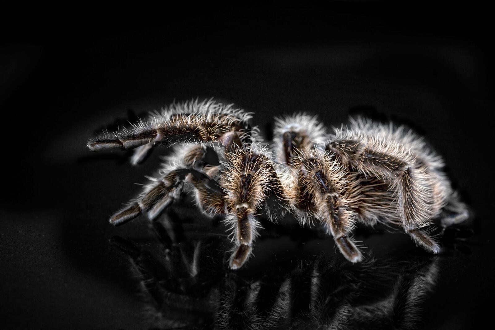 Бесплатное фото Волосатый паук