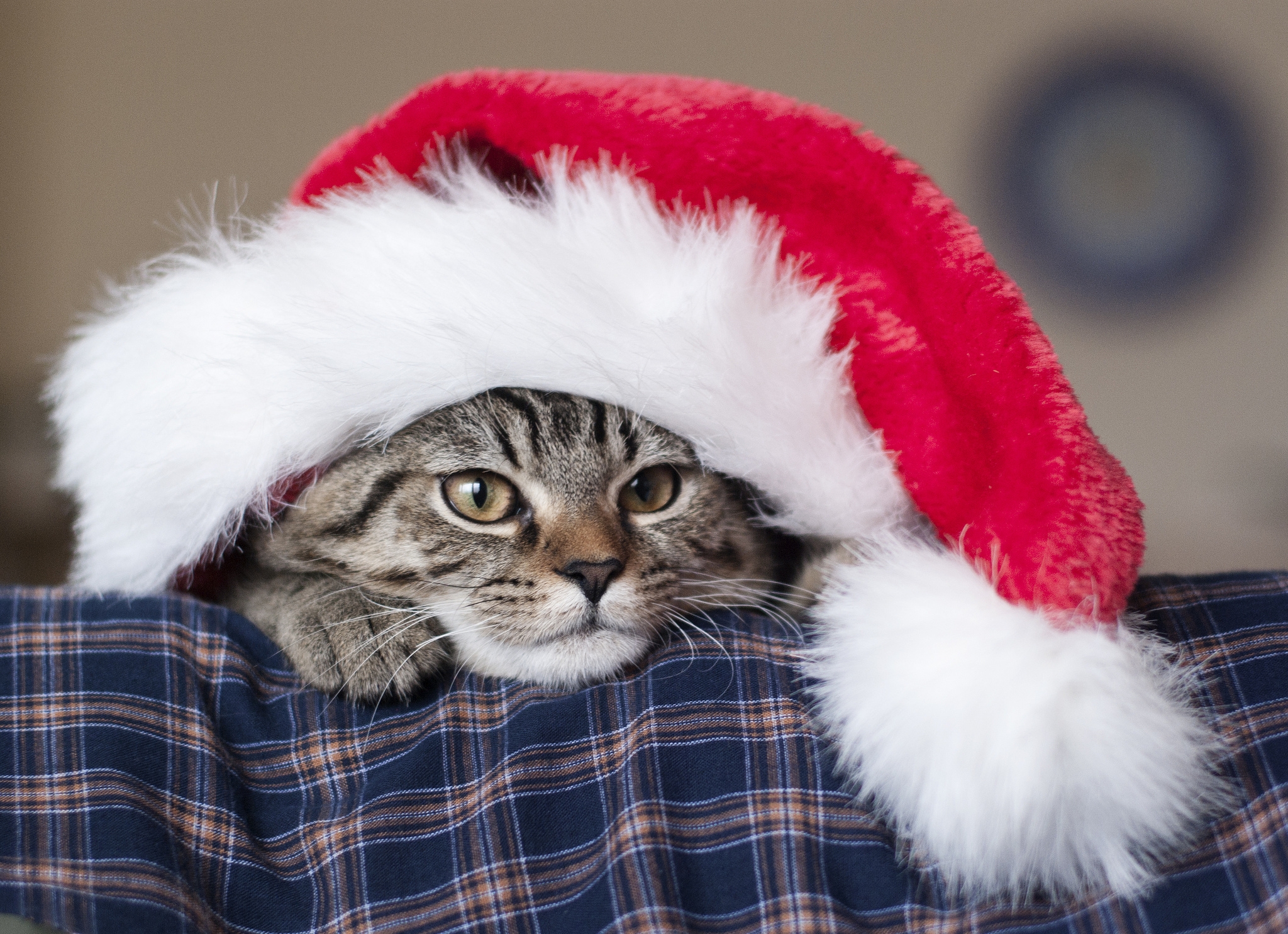 Photo free wallpaper cat, santa hat, lying