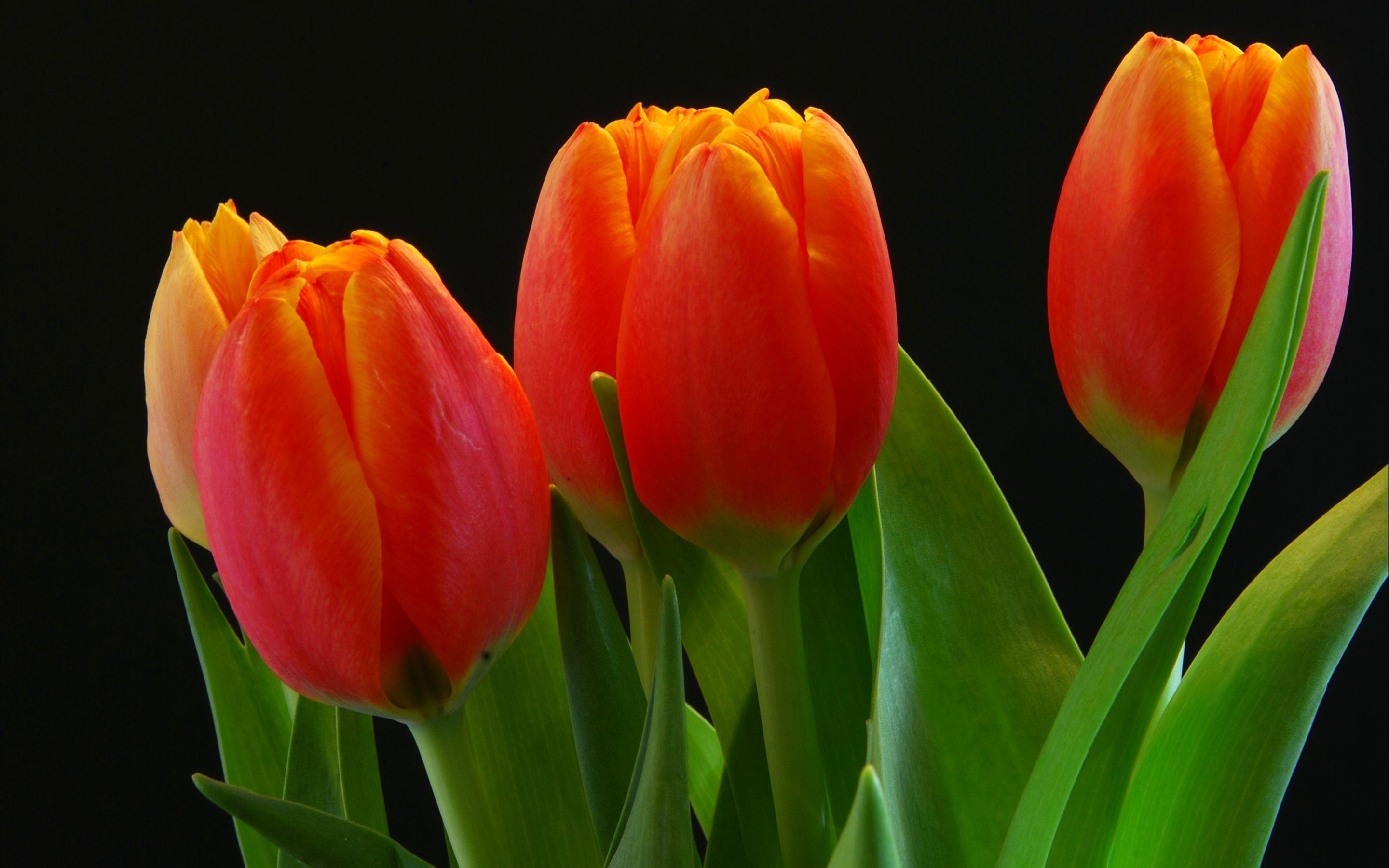 Close-up of orange unopened tulips