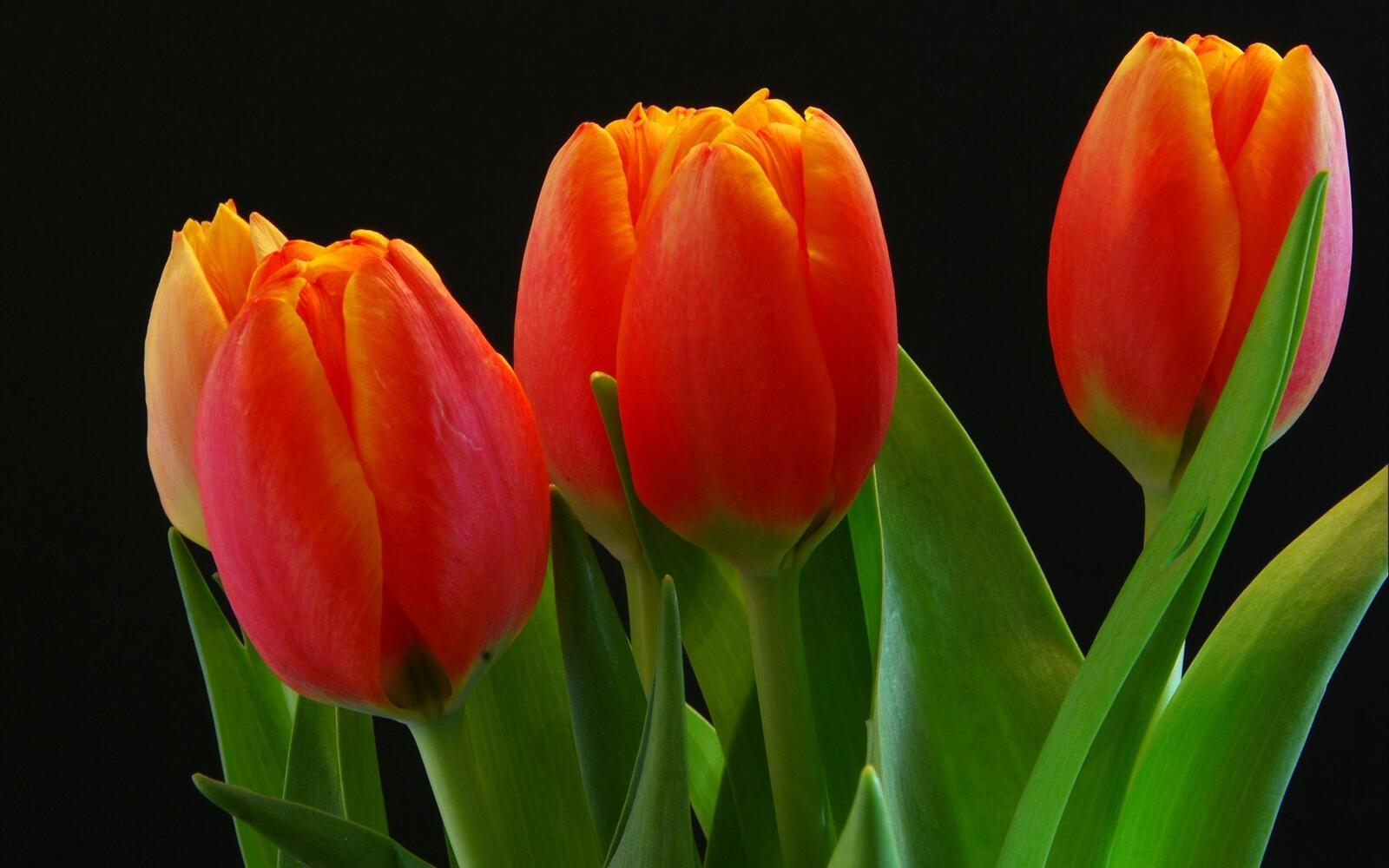 Бесплатное фото Оранжевые не раскрывшиеся тюльпаны крупным планом