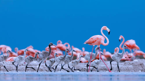 A flock of flamingos running through the water