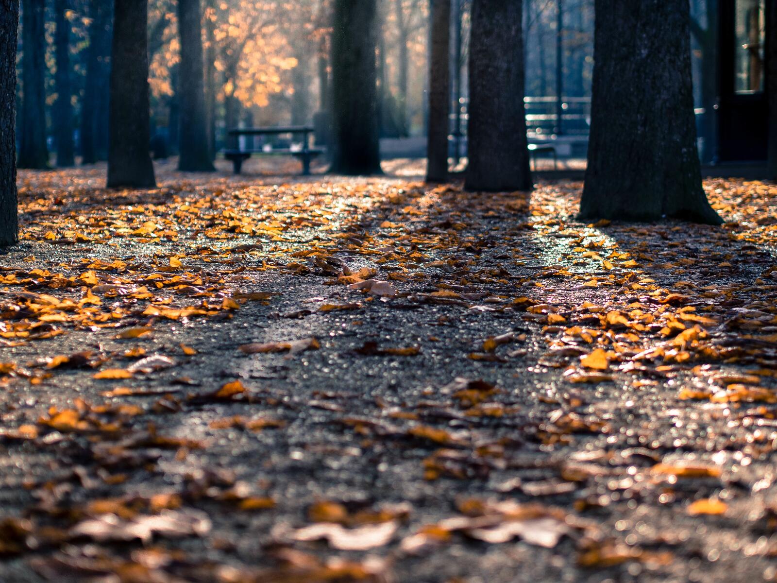 Бесплатное фото Опали осенние листья