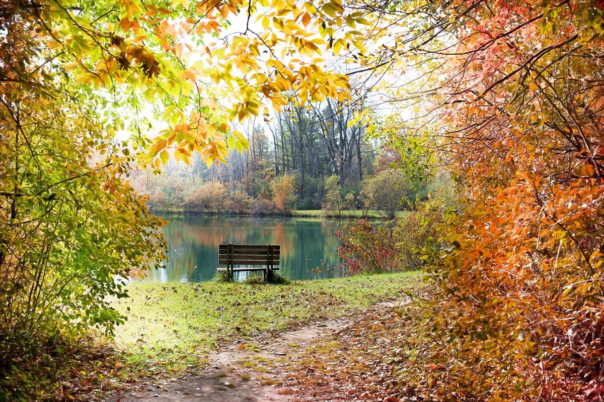 A bench by the lake in the fall woods