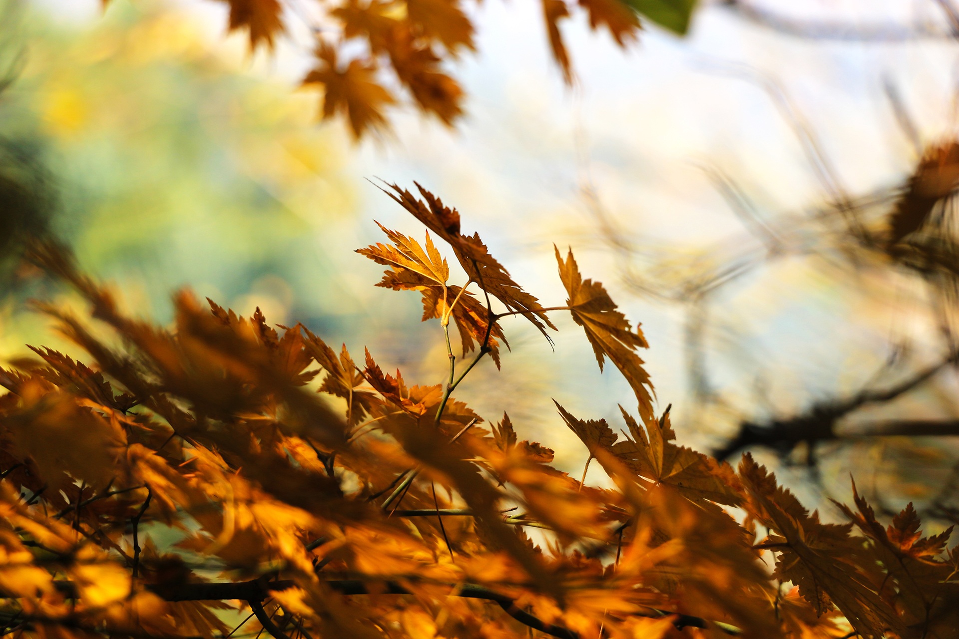 Бесплатное фото Осенние желтые листья