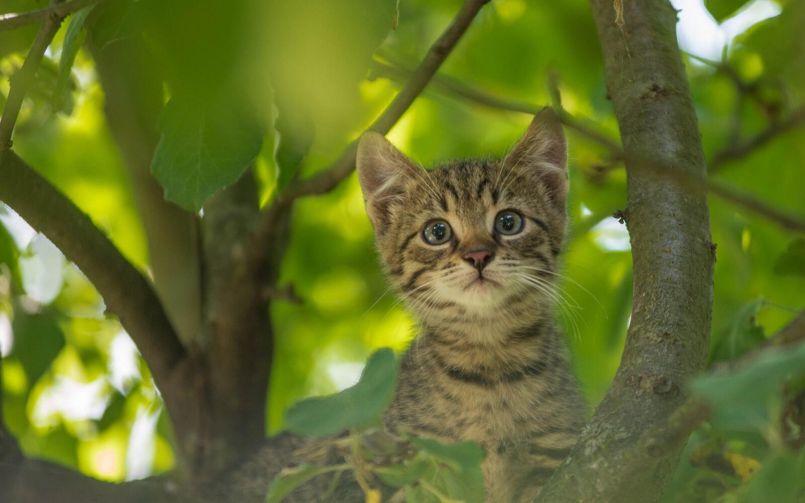 Бесплатное фото Любопытный котенок на дереве